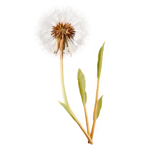 Golden Hour Dandelion PNG Ris95 PNG