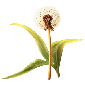 Golden Hour Dandelion PNG Tmw50 PNG