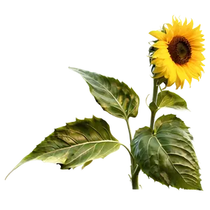 Golden Hour Sunflower PNG 05252024 PNG