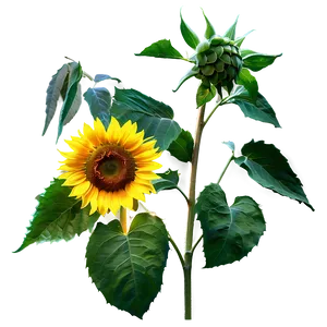 Golden Hour Sunflower PNG 05252024