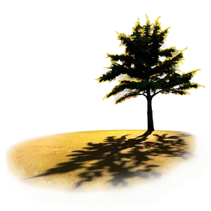 Golden Hour Tree Shadow PNG 57