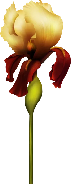 Golden Iris Flower Art PNG image