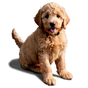 Golden Labradoodle Puppy PNG 06262024
