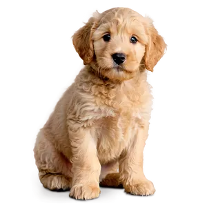 Golden Labradoodle Puppy PNG Evx10 PNG