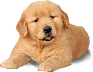 Golden Labrador Puppy Portrait PNG image