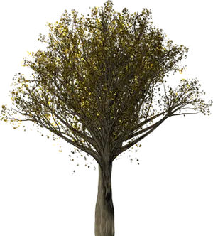 Golden Leaves Tree Night Scene