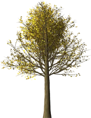 Golden Leaves Treeat Night