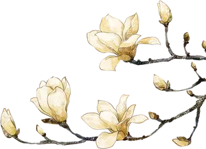 Golden Magnolia Blossoms Artwork PNG image