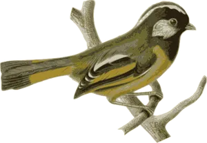 Golden Olive Bird Illustration