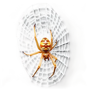 Golden Orb Spideron Web PNG image