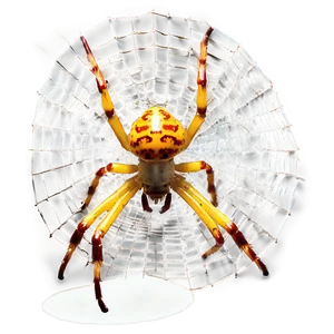 Golden Orb Spideron Web
