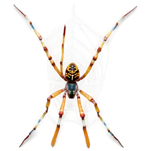 Golden Orb Spideron Web