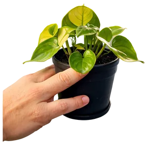 Golden Pothos Propagation Steps Png Idr27 PNG image