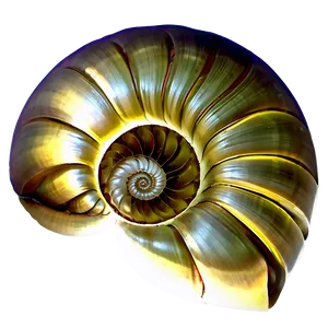 Golden Ratio Shell Png Fum64 PNG image