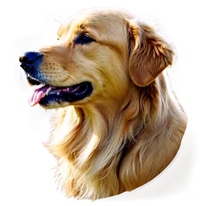 Golden Retriever Dog Head PNG 06212024 PNG