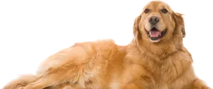 Golden Retriever Happy Pose