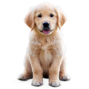 Golden Retriever Puppy A