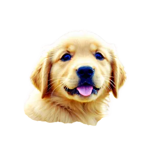 Golden Retriever Puppy B