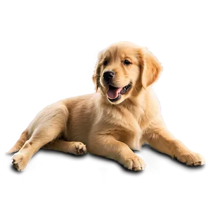 Golden Retriever Puppy C