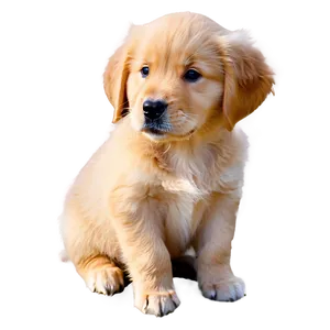 Golden Retriever Puppy Close-up PNG 96 PNG