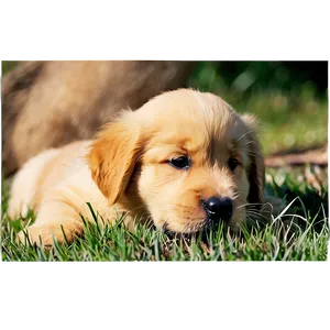 Golden Retriever Puppy Close-up Png Ucw49 PNG image