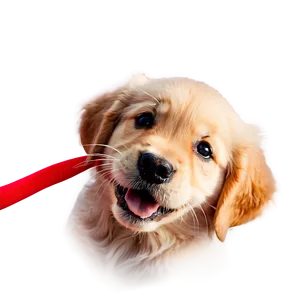 Golden Retriever Puppy Close-up Png Yuj PNG image