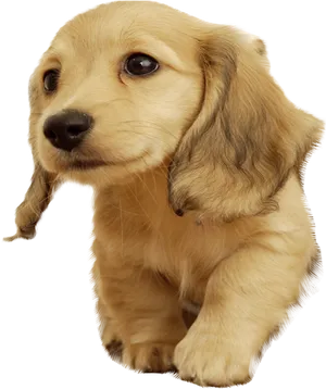 Golden Retriever Puppy Cute Pose PNG