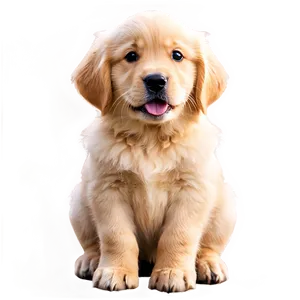 Golden Retriever Puppy D