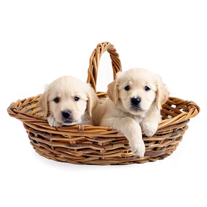 Golden Retriever Puppy In Basket PNG 06252024