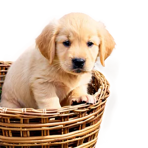 Golden Retriever Puppy In Basket Png 98 PNG image