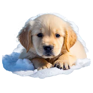 Golden Retriever Puppy In Snow Png 06252024 PNG image