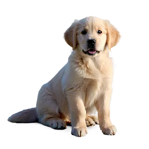 Golden Retriever Puppy In Snow Png 06252024 PNG image