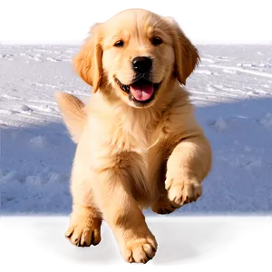 Golden Retriever Puppy In Snow PNG 18 PNG