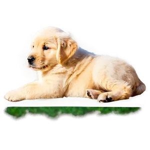 Golden Retriever Puppy In Sunlight PNG 14