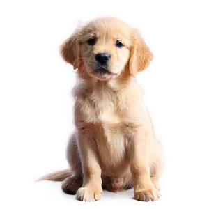 Golden Retriever Puppy In Sunlight PNG 87