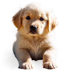 Golden Retriever Puppy In Sunlight PNG Xlw PNG
