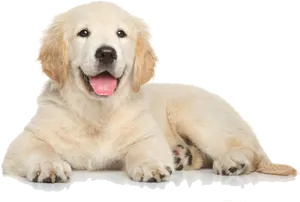Golden Retriever Puppy Lying Down.png