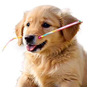 Golden Retriever Puppy On Beach PNG 4