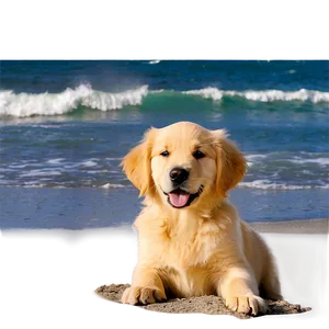 Golden Retriever Puppy On Beach PNG 62