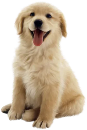Golden Retriever Puppy Smiling