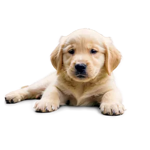 Golden Retriever Puppy Winking PNG Wkl