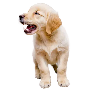 Golden Retriever Puppy Yawning PNG 06252024
