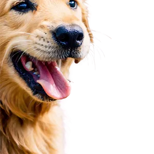 Golden Retriever Puppy Yawning Png 97 PNG image