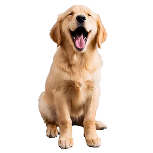 Golden Retriever Puppy Yawning PNG Tfm72 PNG