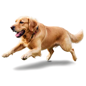 Golden Retriever Running PNG 06132024 PNG