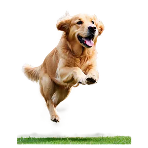 Golden Retriever Running PNG Oee PNG