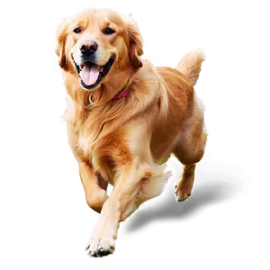 Golden Retriever Running PNG Yan6 PNG