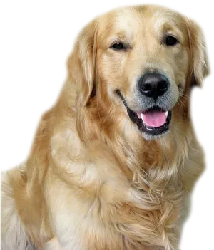 Golden Retriever Smiling Portrait