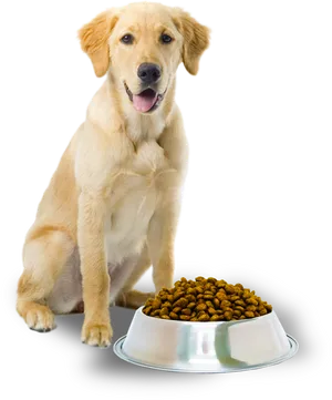Golden Retriever With Dog Food Bowl