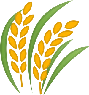 Golden Rice Stalks Illustration PNG image